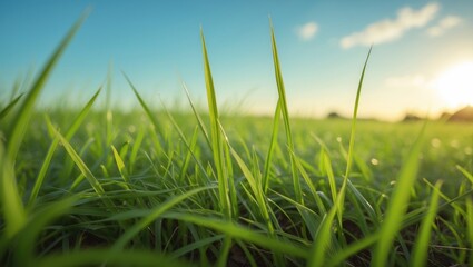 Fototapeta premium A sunny day in a field of newly established grass.