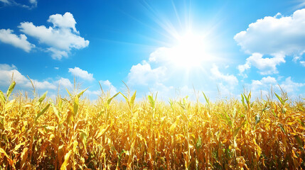 Obraz premium Golden Cornfield Under Sunny Blue Sky