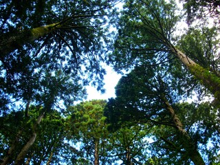 Landscape in Yakushima, Kagoshima, Japan