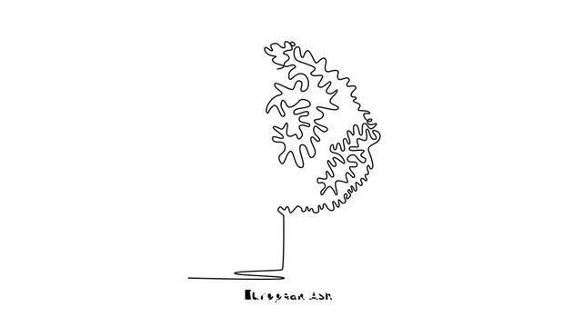 European Ash. Tree and flower concept. Single line draw design. Full length animation illustration. High quality 4k footage