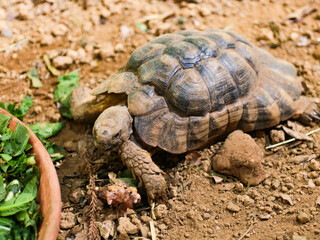 Turtles feeding on food