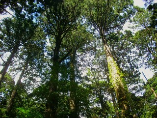 Landscape in Yakushima, Kagoshima, Japan
