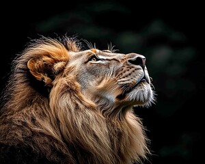 Naklejka premium Majestic Lion Gazing Upward, Dark Background