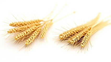 Obraz premium Bunches of wheat ears placed on a white background. Collection of stacks. Whole grains.