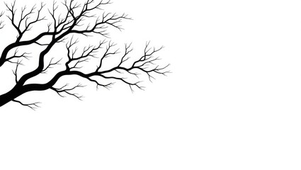 Fototapeta premium Bare branches of a tree against a pale white backdrop.