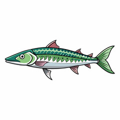 barracuda fish on a white background