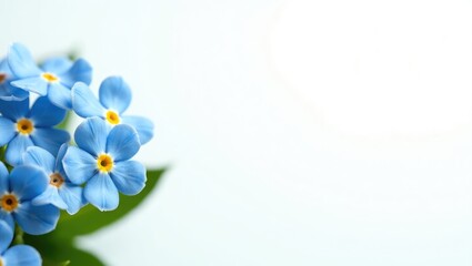 Obraz premium Closeup of beautiful forget-me-not flowers against a white background, with space for text.