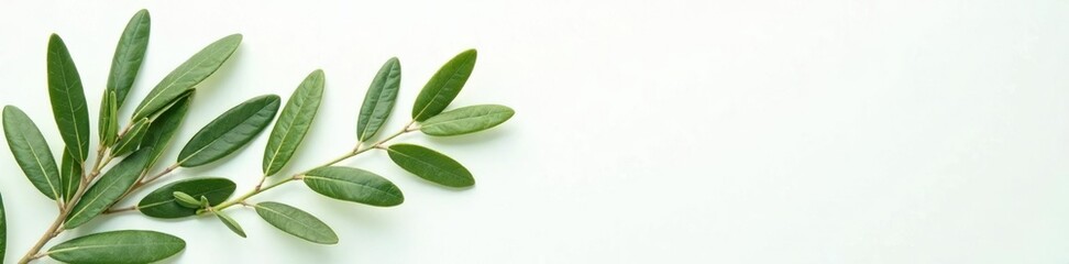 Sprays of olive leaves on a clean white surface, olive leaves, leafy greens, nature