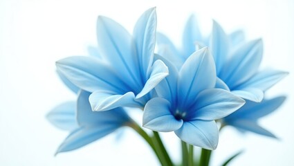 Blue flower petals placed against a white backdrop.