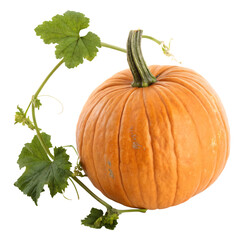 Pumpkin isolated on white background