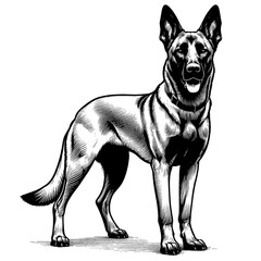 Hand drawn Malinois in full-body, vector sketch isolated on white background, SVG vector	