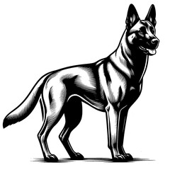 Hand drawn Malinois in full-body, vector sketch isolated on white background, SVG vector	