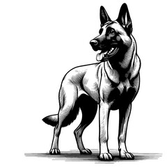 Hand drawn Malinois in full-body, vector sketch isolated on white background, SVG vector	