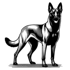 Hand drawn Malinois in full-body, vector sketch isolated on white background, SVG vector	