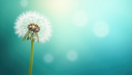 Obraz premium Closeup of a dream, lovely dandelion with a blurred background, soft artistic macro flower and nature concept. Inspirational nature banner.