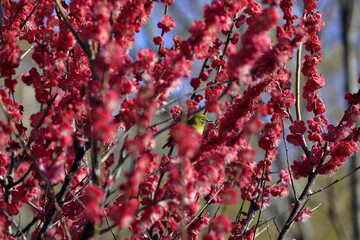 梅の木に隠れているメジロ