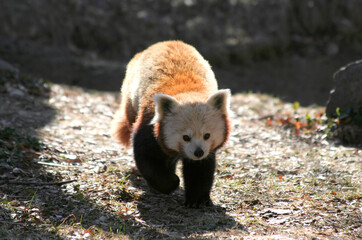 Red Panda walking around  in  Cold Winter Day at Local Zoo in Indianapolis, IN, USA