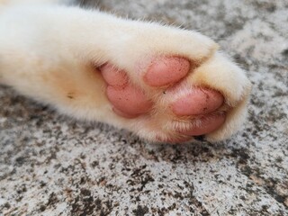 Cat dander can be harmful to human health because it can transmit diseases, allergies, and respiratory irritation.