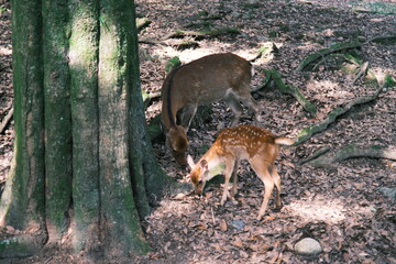 鹿の親子　餌探し
