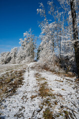 Snow-Kissed Trees, Blue Sky