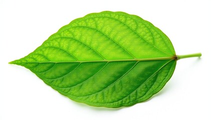 Delicate leaf isolated on white background, showcasing intricate veins and texture, flowers, botanical