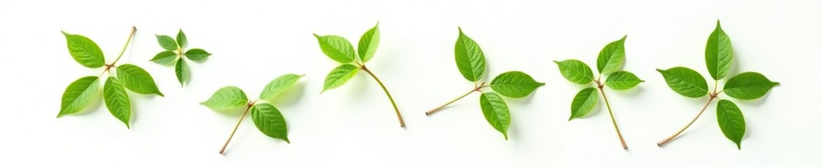 Obraz premium Single branches on a white background with subtle leaf shadows, foliage, organic, greenery