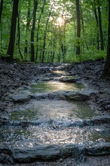 Flowing stream under trees with sunlight filtering through leaves during late afternoon in a serene forest setting