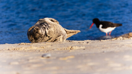 harbour seal lying on the beach with its eyes closed on the island of Helgoland and Eurasian Oystercatcher standing in the background