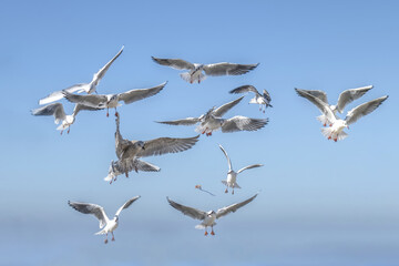 seagulls flying and little kite flying