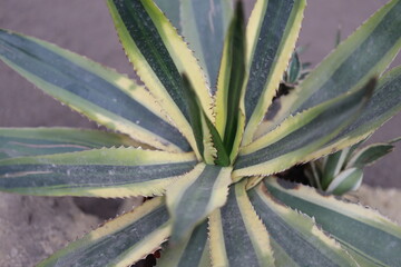Close-up photo of a plant featuring green and yellow leaves.