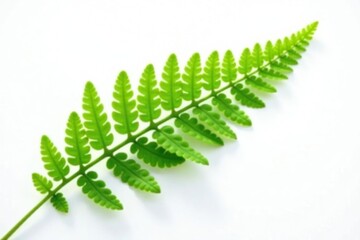 Single fern branch on white background isolated, greenery, minimalist