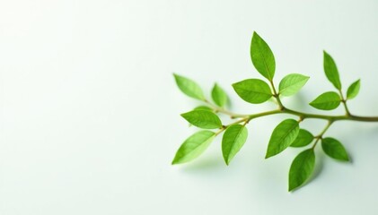 Delicate green stem with small leaves on a white background, green, foliage, leafy