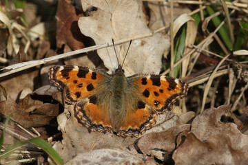 A rare Large Tortoiseshell Butterfly, Nymphalis polychloros, on the ground on leaf litter enjoying the sunshine in a woodland clearing.