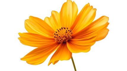 Golden-orange cosmos flower in full bloom, crisp over a solid white background.