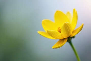 Fototapeta premium Small yellow petals unfolding from green stem, blooming, wildflowers in bloom, nature