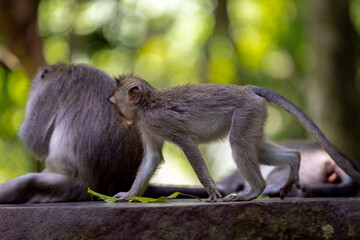 A young monkey walks on a stone ledge beside an adult macaque in a lush jungle. Sunlight filters through the trees, casting a warm glow on their fur