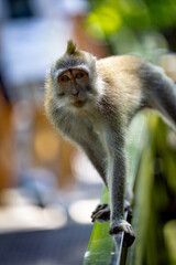 A curious monkey with expressive eyes balances on a green railing in a sunlit tropical setting, with blurred figures in the background