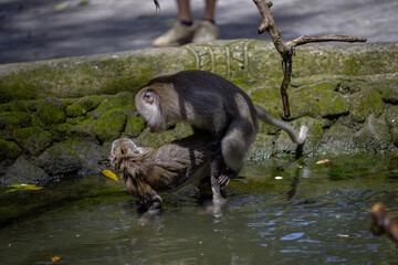 A monkey interacting with another monkey in a natural setting near a water source. The scene takes place in a tropical forest environment with moss-covered stone structures in the background