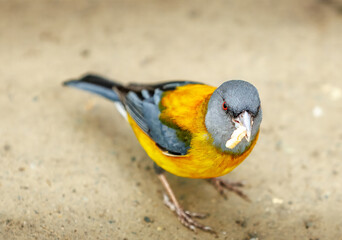 Patagonian Sierra Finch in National Park 