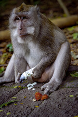 A monkey sits on the ground, curiously examining a torn plastic package with cream spilling out, surrounded by nature. The scene highlights wildlife interaction with human waste