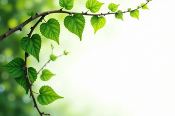 Obraz premium Vines stretching outward from a central point on a white background, greenery, foliage, organic