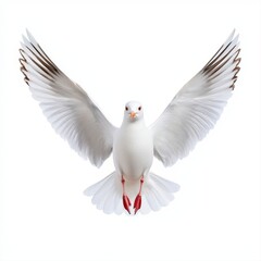 Obraz premium Majestic white with its wings spread wide captured beautifully against a pristine white background