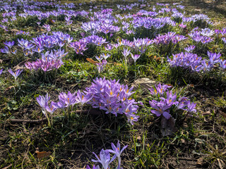 Obraz premium Purple crocus flowers bloom in early spring, covering the ground with vibrant colors under the sunlight, symbolizing renewal and the arrival of warmer days