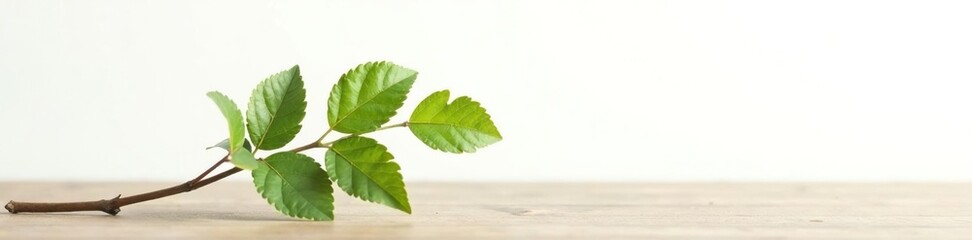 Fototapeta premium Single branch with leaves on a wooden surface on a white background, twig, tree, botanical