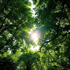 Fototapeta premium Dappled sunlight filtering through dense foliage, atmosphere, green, canopy