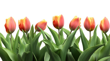 Fototapeta premium bouquet of tulips isolated on white background