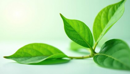 Delicate green leaves unfold on a plain surface, plant, nature