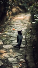Black Cat Walking Alone on Cobblestone Path in Tranquil Setting