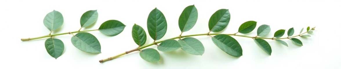 Fototapeta premium Single eucalyptus leaf isolated on white background with natural texture, plants, eucalyptus