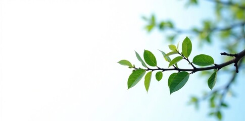 Small twigs and leaves on a white background with hints of blue, natural, branch, tree